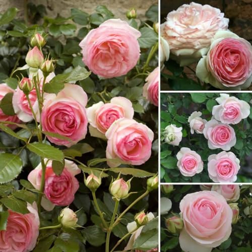 Climbing Live Rose Plant, Reblooming Rose Bush by GardenNurserySince1996