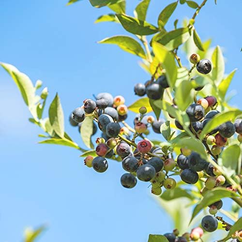 Perfect Plants Premier Blueberry Bush, 3 Gallon, Live Fruit Plant - Image 5