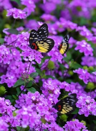 250 Lantana Seeds - Multi-Color Gradient Blooms, Heat & Drought-Tolerant Garden Shrubs, Long-Flowering & Low-Maintenance, Butterfly & Bee Attracting - Image 4