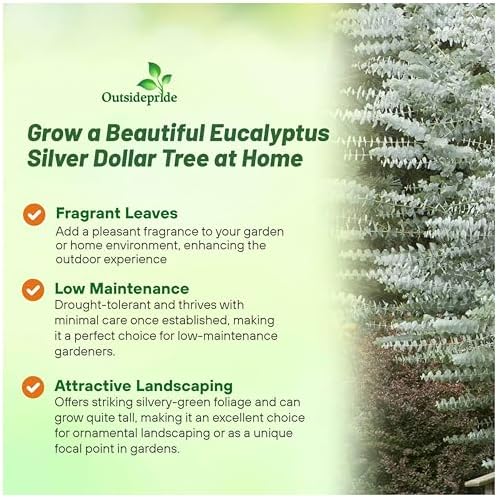 Outsidepride Silver Dollar Tree Eucalyptus Seeds - 25 Pcs. Perennial, Easy to Grow & Drought Tolerant, Flower Seeds for Planting Fragrant, Vibrant Blooms for Landscaping & Pollinator Gardens - Image 3