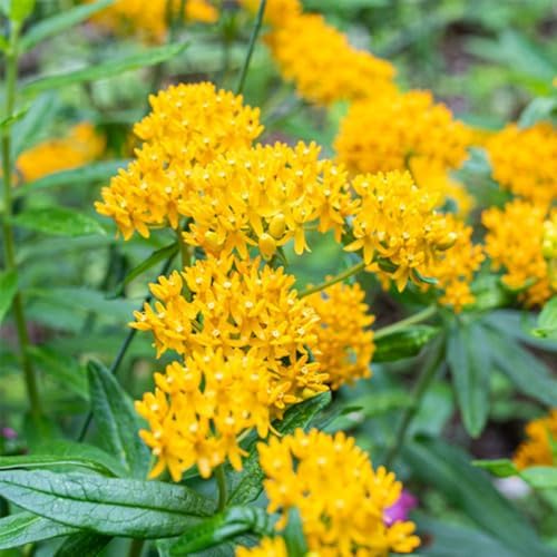3 Yellow Milkweed Live Plants, Milkweed Flower Plant, 5-7 Inc - Image 2