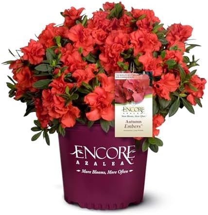 Encore Azalea 2 Gal. Autumn Embers Shrub by EncoreAzalea
