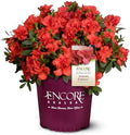 Encore Azalea 2 Gal. Autumn Embers Shrub by EncoreAzalea