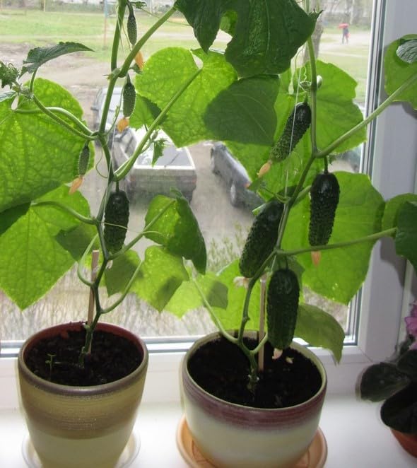 Cucumber Indoor F1 10 Seeds, Compact Variety for Windowsill Growing - Image 4