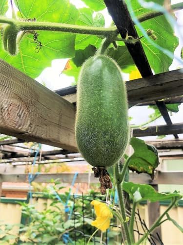 Fuzzy Hair Melon Seeds - 60+ Count - for 2026 Planting Wax Gourd Fuzzy Hair Hairy Squash Chi Qua Mo Gwa Mokwa Winter Ash Asian Vegetable Grow Your Own Home Farm Patio Healthy - Image 5