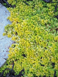 Veronica repens 'Sunshine' (Golden Creeping Speedwell) Groundcover, 1 Quart, Blue Flowers by PerennialFarmMarketplace