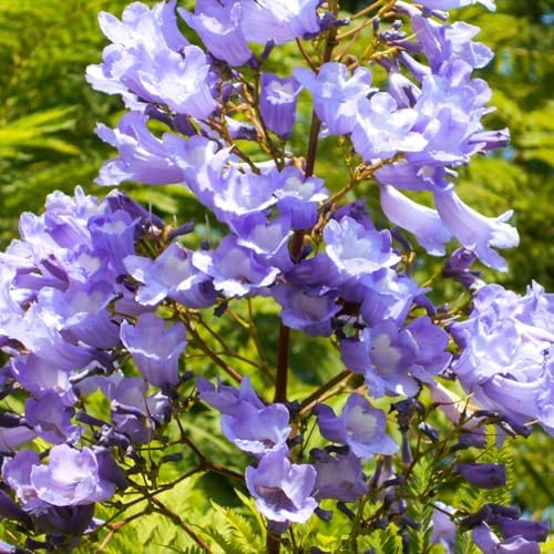 Jacaranda Tree Seeds 100pcs – Stunning Blue Flowering Bonsai, Drought-Tolerant & Easy Growing for Vibrant Gardens - Image 4