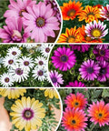 African Daisy Seeds - 50 Pcs Mix Osteospermum Perennial Flower Seeds by seedsofstrength