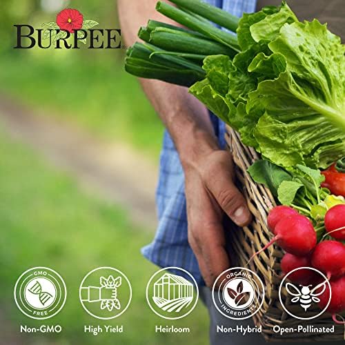 Burpee Heirloom Vegetable Seeds - 15,000+ Seeds - Beans, Beets, Cauliflower, Celery, Collards, Cucumber, Eggplant, Kale, Lettuce, Okra, Onion, Pea, Sweet Pepper, Radish, Squash, Tomato, Turnip - Image 3