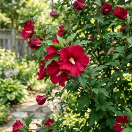 Red Althea Rose of Sharon Plant Live, 6-10" Tall in Quart Pot - Image 4