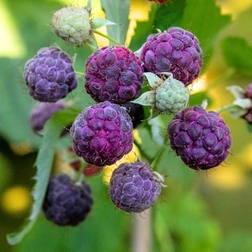 4 Glencoe Thornless Raspberry Live Plants, Berry Bush Plant, 4-6 Inch Tall - Image 5