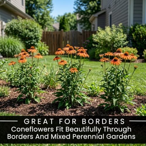 5 Orange Coneflower Live Plant Plugs – Echinacea Summer Flowering Perennial - Image 6