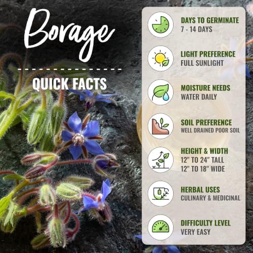 Seed Needs Blue Borage Seeds to Plant an Herb Garden - 2 Packs - Image 4