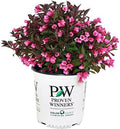 Proven Winners - Weigela Florida Wine & Roses (Weigela) Shrub, Pink Flowers, #2 - Size Container by GreenPromiseFarms