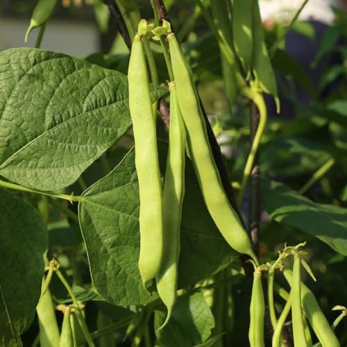 Green Bean Live Plant - 3-6 Inch Tall Bean Bush Seedlings in 4 Inch Pot - Image 6