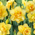Garden State Bulb Narcissus Tahiti Double Daffodil Flower Bulbs, 16/18cm (Bag of 50) by GardenStateBulbCo