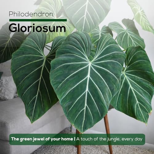 Philodendron Gloriosum Plant (4 Pack) Live Starter Plug Plants, Rare Indoor Tropical Houseplants, Velvet Leaf Philodendron, Easy Care Foliage Plants Live - Image 6