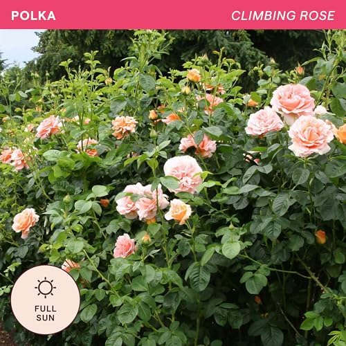 Heirloom Climbing Roses, Live Own Root Plant, Polka® - Image 4