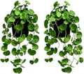 Artificial Hanging Coin Leaf Potted Vine, 2 Pack for Shelf Decor by QenyiHPD