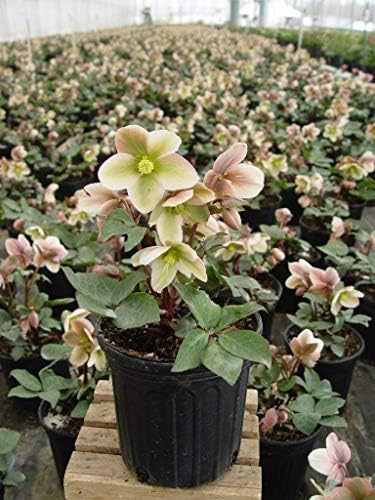 Live Plant Helleborus-X 'Ivory Prince' (Christmas Rose) Walhelivor Perennial, 1-Gallon Potted Plant from Green Promise Farms - Image 2