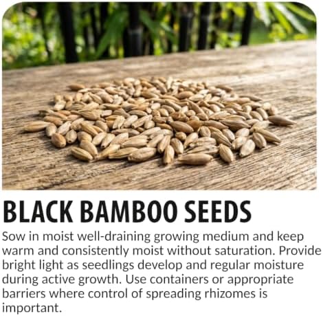 222 Black Bamboo Seeds | Phyllostachys Nigra Seeds for Planting - Image 4