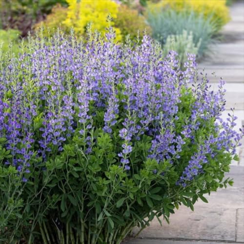 False Indigo Bush - 6-12" Tall Live Plant - Quart Pot - Image 4