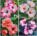 25Pcs Exotic Hibiscus Seeds for Planting - Attracts Butterflies & Hummingbirds, Heat-Loving Perennial Shrub by Unknown