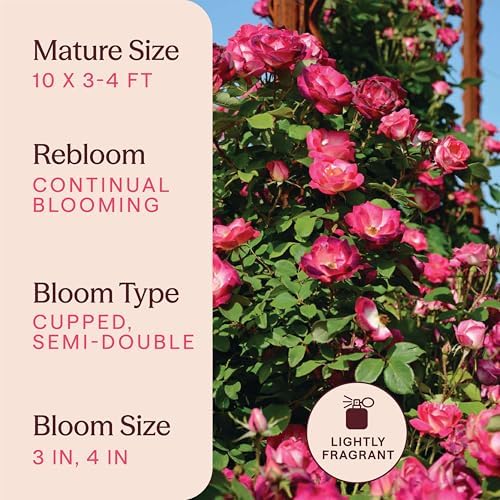 Heirloom Climbing Roses, Live Own Root Plant, Cancan™ - Image 6