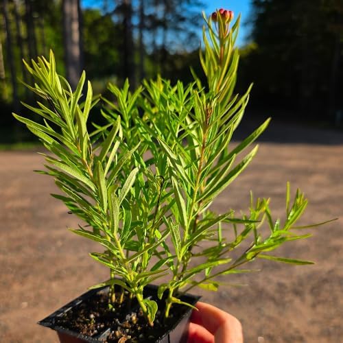 Asclepias tuberosa, Butterfly Weed, Orange Milkweed,native, Cnt Sz: 2-Pack - Image 4