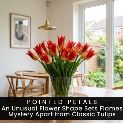 25 Flames Mystery Tulip Bulbs | Red & Yellow Emperor Tulips for Spring - Image 7