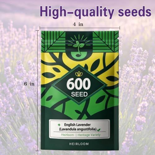 English Lavender Seeds, Fragrant Perennial Herb Lavandula, Easy to Grow - Image 6