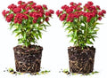 2 Deep Red Butterfly Milkweed Plants Live, Flowering Plant, 4-9 Inch Tall by UIOTER