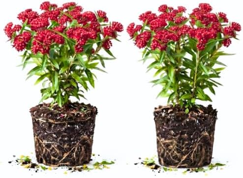 2 Deep Red Butterfly Milkweed Plants Live, Flowering Plant, 4-9 Inch Tall by UIOTER