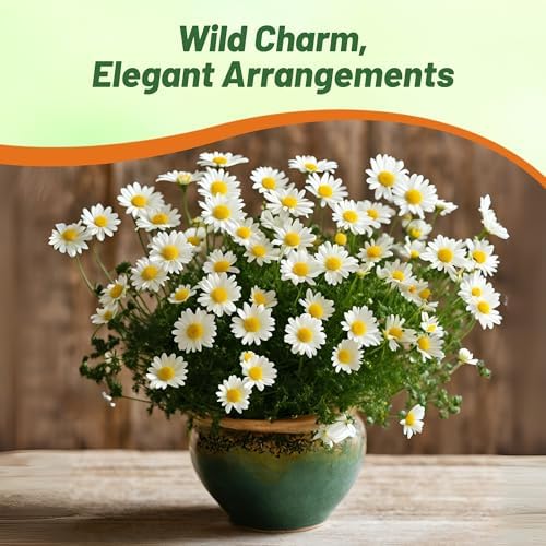 Outsidepride Creeping Daisy Chrysanthemum Seeds - 5,000 Pcs. Annual, Drought Tolerant Flower Seeds for Planting in Pollinator Gardens, Cut Flowers & Low Maintenance Landscaping - Image 5