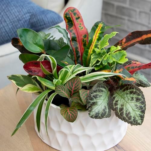 Altman Plants Live Houseplants (12PK), Indoor Plants for Delivery Prime, Live Plants and Gardening Gifts for Plant Lovers, Planters for Indoor Plants with Potting Soil, Live House Plants Indoors Live - Image 2