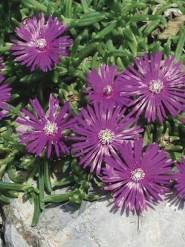 Delosperma cooperi (Trailing Hardy Ice Plant) Live Perennial, Size-Quart, Rosy Pink Summer Flowers with Succulent Foliage, Drought Tolerant, Heat Loving, Zones 5-9 - Image 2