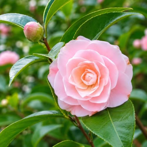 Stephens Garden Camellia Shrub - 10-18" Tall Live Plant - Gallon Pot by Unknown