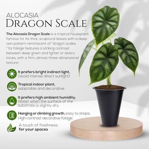Alocasia Dragon Scale (4 Pack) Live Plant, Rare Indoor Alocasia, Elephant Ear Tropical Houseplant, Textured Foliage Plant, Starter Size Alocasia Plant,Houseplant for Home Decor and Indoor Growing - Image 2