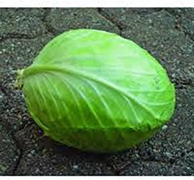 Cabbage Seed, Charleston Wakefield, Heirloom, Non GMO, 100+ Seeds, Tasty Healthy Veggie - Image 3