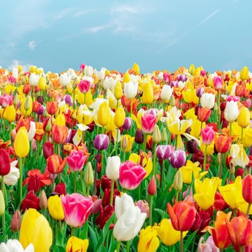100-Pack Mixed Tulip Flower Bulbs – Bulk Pack of Colorful Tulips for Spring Blooms – Easy Fall Planting - Plant in Gardens, Borders & Flowerbeds - Bulb Size 11/12cm - Willard & May - Image 3