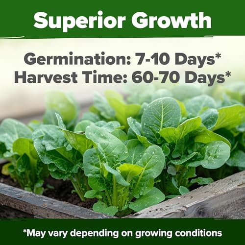 HOME GROWN Parris Island Romaine Seeds, 3,500+ Seeds, Lactuca sativa - Image 2