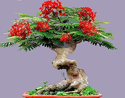 Bonsai Flamboyant Flame Tree Seeds to Grow | 20 Seeds | Delonix regia, Prized Flowering Tropical Bonsai Tree Seeds by CZGrain