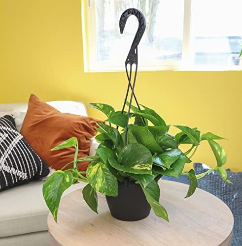 Golden Pothos Plant Live in Hanging Planter Pot Live by Plants for Pets, 1 Count - Image 4