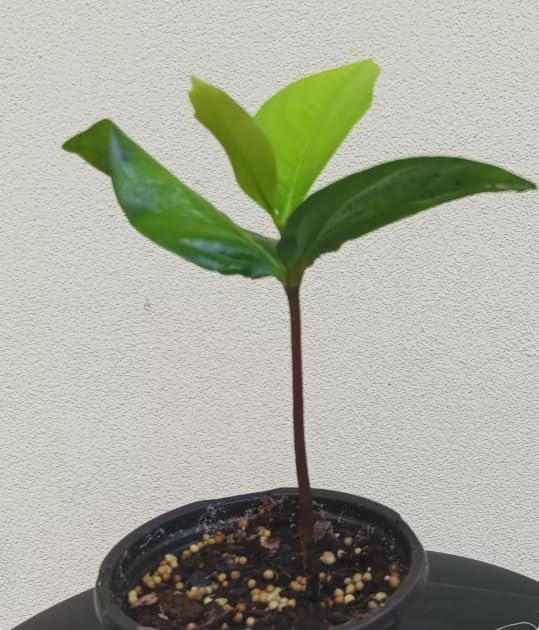 Black Sapote Live Plant – Diospyros nigra – Chocolate Pudding Fruit Tree – Tropical Edible Fruit Tree – Rare Exotic – 3 Inch Pot - Image 3