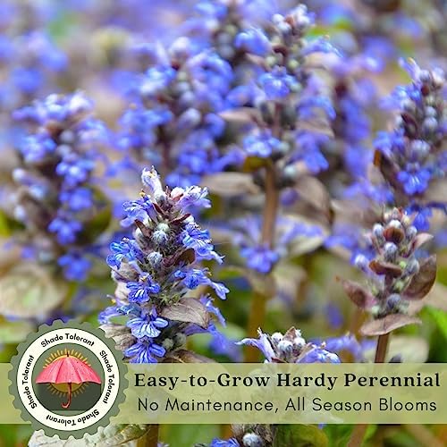 Clovers Garden Ajuga Burgundy Glow (Bugleweed) Plants – Two (2) Live Plants – Non-GMO - Not Seeds - Each 4" to 8" Tall – in 4" Inch Pots – Shade Tolerant, Pollinator Favorite - Image 5