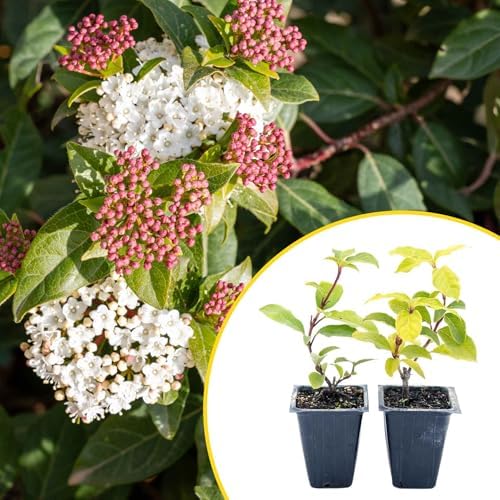 2 Spring Bouquet Viburnum Plants in 3.5" Cubes | Live Evergreen Shrub with Fragrant Pink-White Flowers | Landscape Plant for Hedges, Borders & Containers (Viburnum tinus 'Spring Bouquet') - Image 3