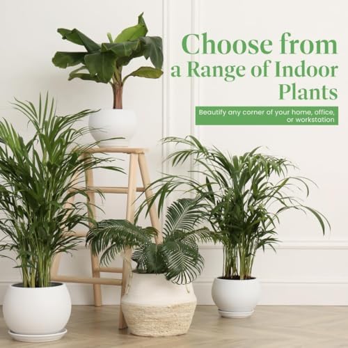 American Plant Exchange Assorted Olive Tree – Live Indoor/Outdoor Olive Plant, 4-Inch Pot – Grower’s Choice (Leccino, Coratina, or Wilsonii) for Patio, Garden, and Home Décor - Image 3