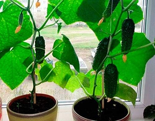 Cucumber Indoor F1 10 Seeds, Compact Variety for Windowsill Growing - Image 2