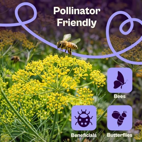 SVI 900 Bouquet Dill Seeds (Anethum graveolens) – Heirloom Dill Seed Packets, Aromatic Leaves & Herbs – Culinary Herb Seeds for Outdoor & Indoor Herb Garden, Raised Beds, Containers - Image 4