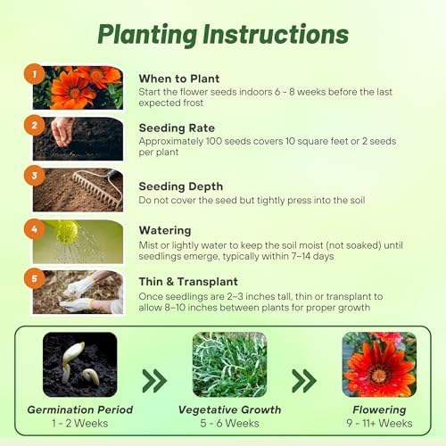 Outsidepride New Day Bronze Gazania Seeds for Planting – 25 Pcs Perennial, Low-Maintenance, Drought-Tolerant Ground Cover Seeds for Vibrant Summer & Fall Flowers, Great for Outdoor Gardens - Image 4